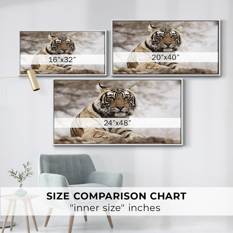 Tigre royal du Bengale - Toile tendue avec châssis encadré - Prêt à être accroché, H 21 po x l 41 po, Blanc