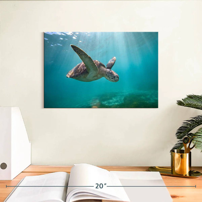 Tortue de mer Brampt Martinique