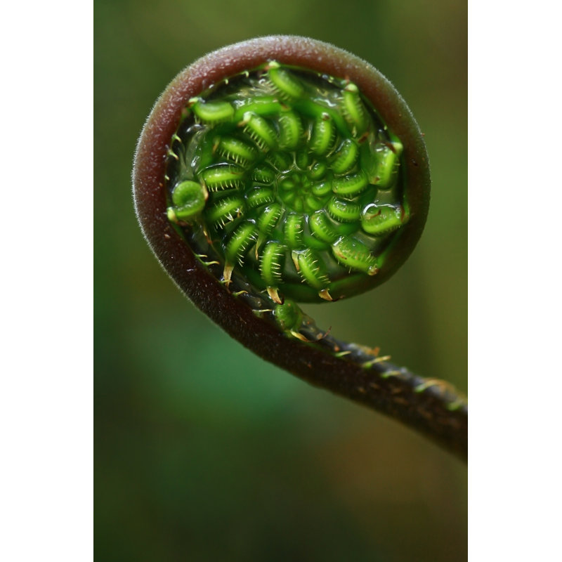 Spiral Fern - Wrapped Canvas Print, 76cm H x 51cm W