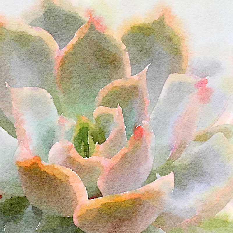 " Succulente XI " by Vicki Gladle Bolick Painting Print, 12" H x 12" W  