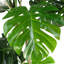 Annistyn 150cm Faux Monstera Tree in Pot