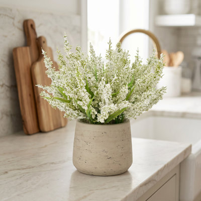 Ferdinand Heather en pot