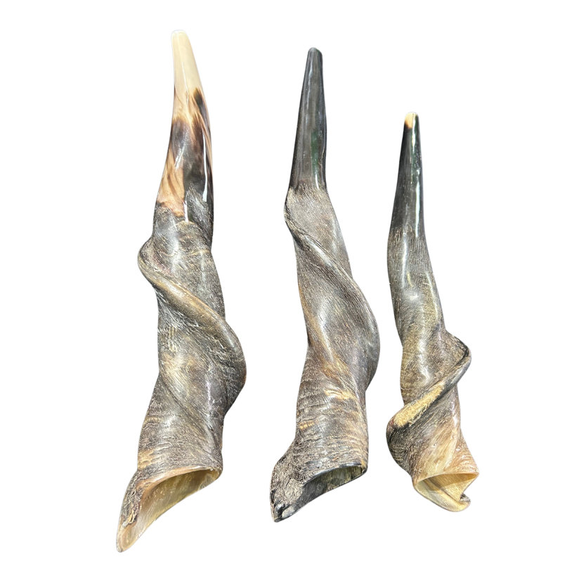 Polished Eland Horn Shofar