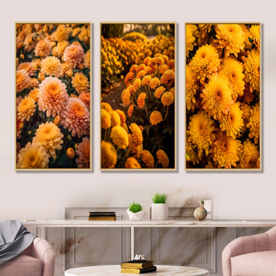 Yellow Chrysanthemums Field At Sunrise