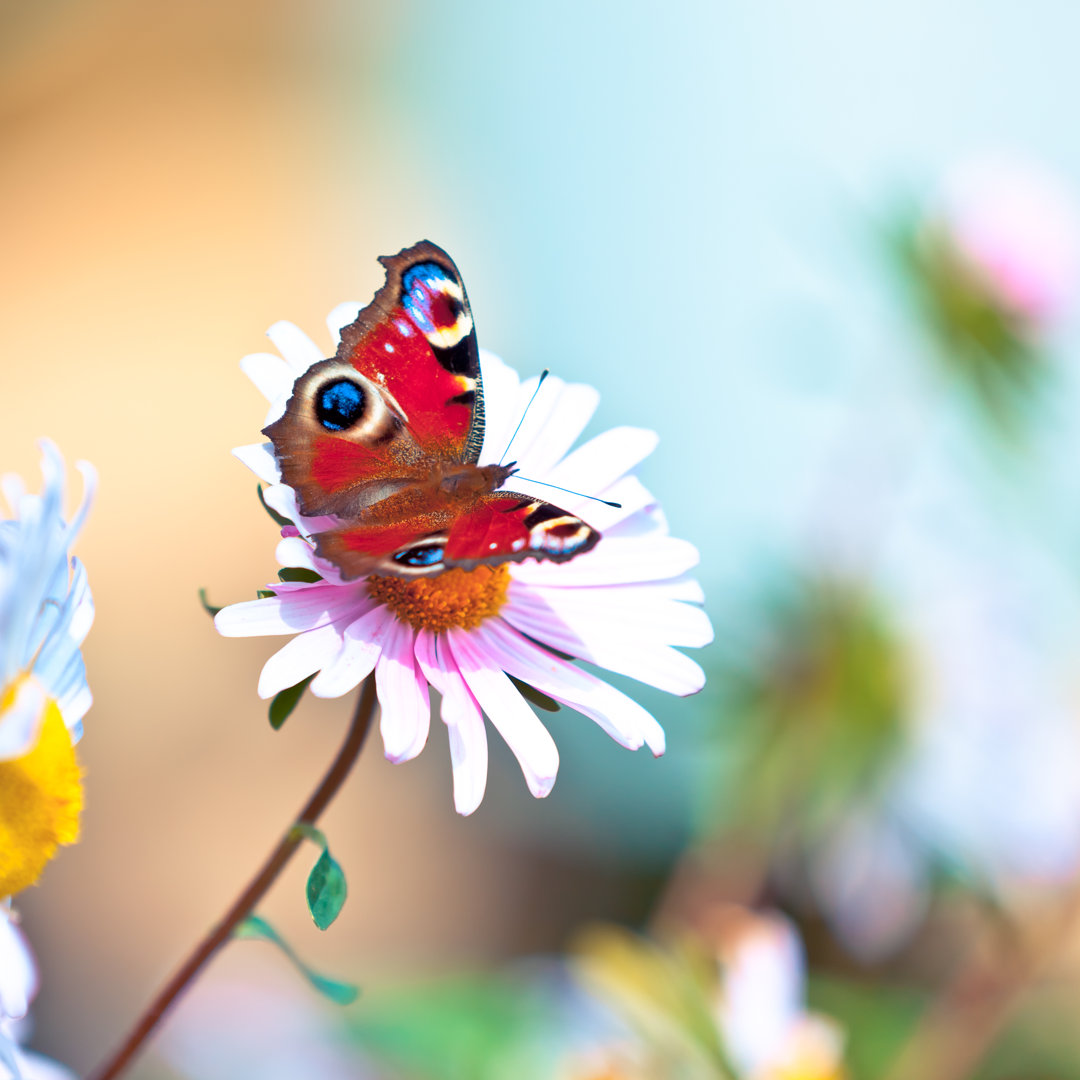 Pfau Schmetterling von Pawel.gaul - Kunstdrucke auf Leinwand ohne Rahmen