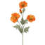 33 po Wild Poppy -1756936896