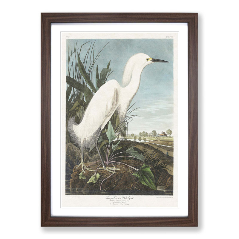 Snowy Heron by John Audubon - Picture Frame Painting Print on MDF, 48cm H x 36cm W x 2cm D, Walnut Framed