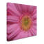 « rose » par kurt shaffer, reproduction de photo sur toile tendue-13906387