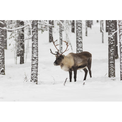 Reindeer by Mats Lindberg - Wrapped Canvas Print
