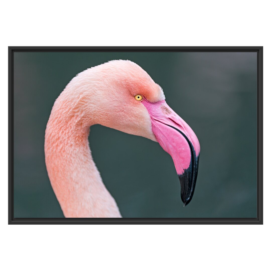 Flamingo Seitenprofil" Gerahmter Fotodruck