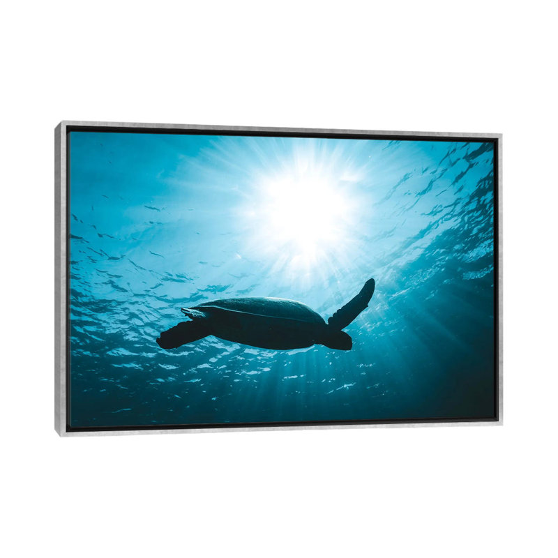 Tortue avec rayons de soleil par James Vodicka - reproduction, H 26 po x l 40 po x 1,5 po, Aucun mat, Toile encadrée argentée