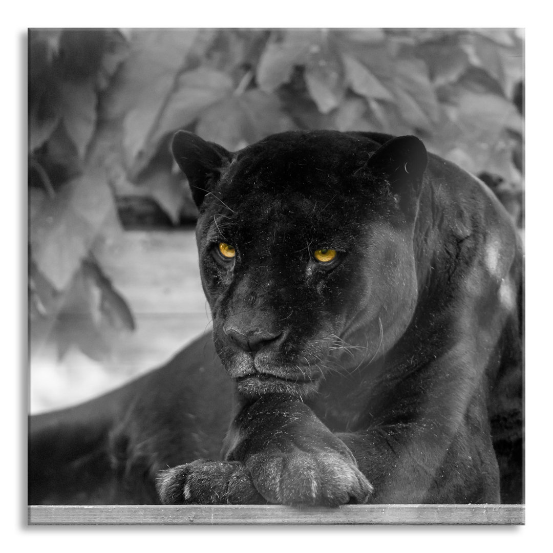 Glasbild Schöner schwarzer Panther