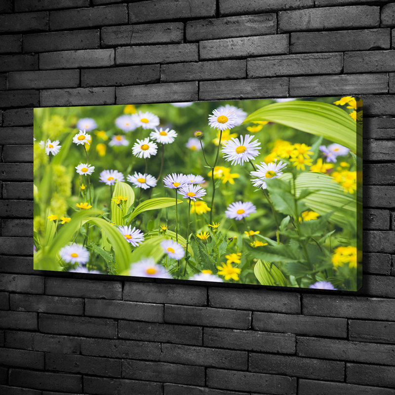 Daisies - Wrapped Canvas Print, 50cm H X 100cm W
