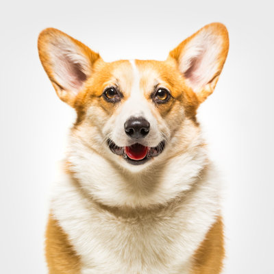 Im A Corgi by THEPALMER - No Frame Art Prints on Canvas