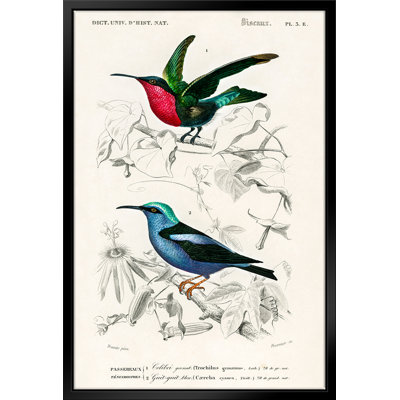 " Natural History - Different Types Of Birds 30 " by Stanley Print House
