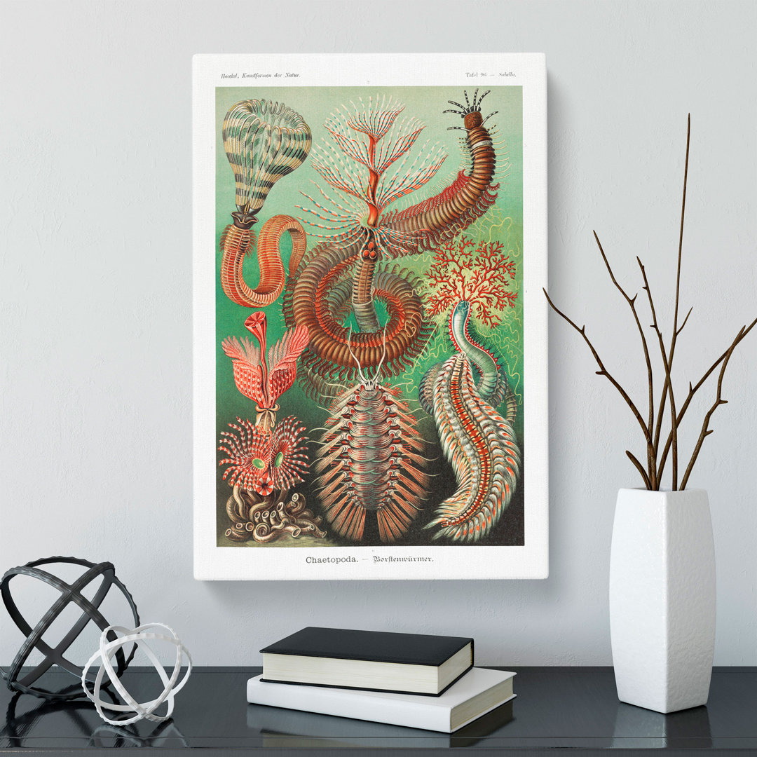 Chaetopoda Worms by Ernst Haeckel - Wrapped Canvas Painting