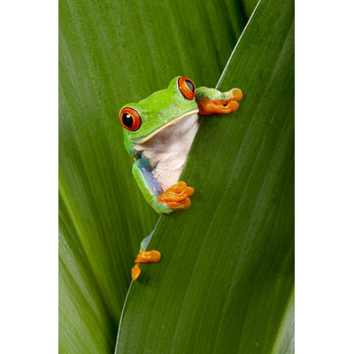 Gros plan sur une rainette verte aux yeux rouges sur une feuille