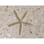 6" x 6" Seastone Cement Starfish Fossil Impression Square Edge Medallion Tile in Beige