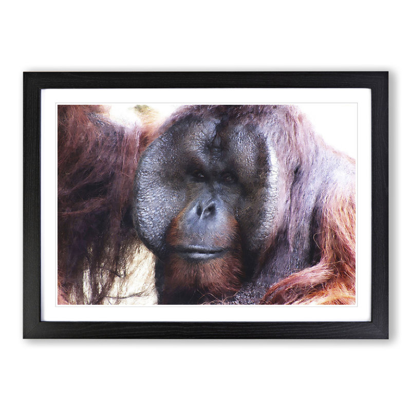 Orangutan Monkey Vol.2 - Framed Print, 27cm H x 36cm W x 2cm D, Black Framed