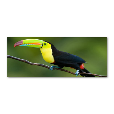Toucan - Wrapped Canvas Print