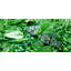 Plants & Flowers Wall Decor on Resin