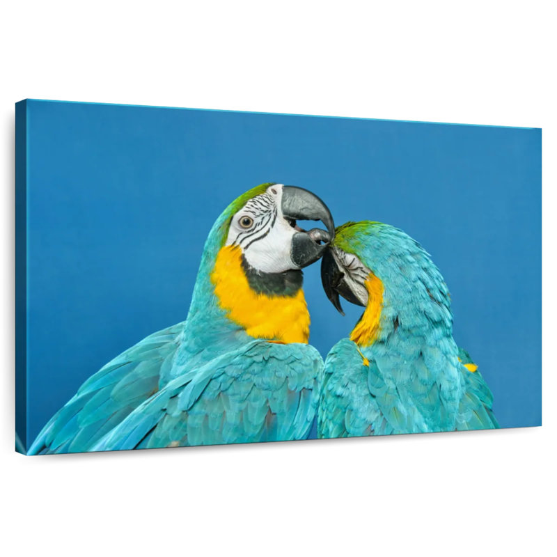 Brampt Macaw Love, 32'' H x 48'' W