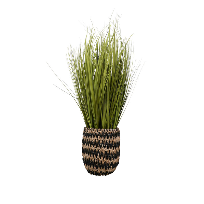 Herbe de 48 po dans un panier