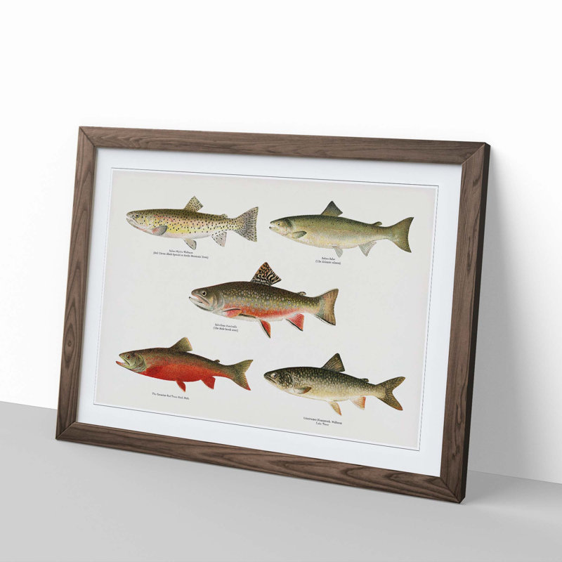 Selection of Fishes from North America Fish by Sherman F. Denton - Picture Frame Painting Print, 27cm H x 36cm W x 2cm D