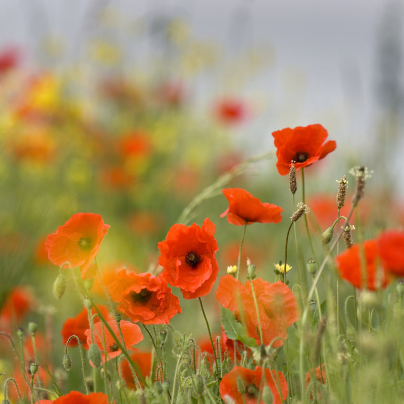 " Orange Poppies " by Globalp, 12" W x 12" H