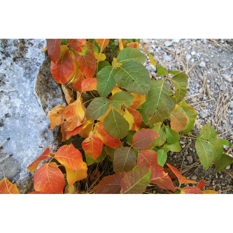 Fall Poison Ivy by Pancaketom - Wrapped Canvas Print, 30cm H x 46cm W