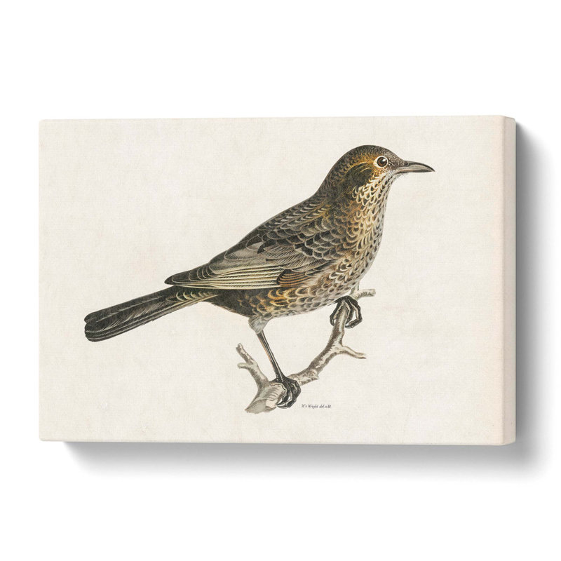 Blackbird - Wrapped Canvas Painting, 50 cm H x 35 cm W