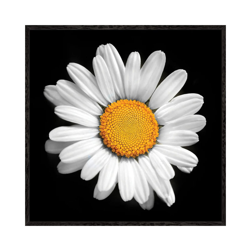 There Is A Sun In Every Flower by Ben Heine - Floater Frame Print on Canvas, Black Framed Canvas, 45.72 cm H x 45.72 cm W