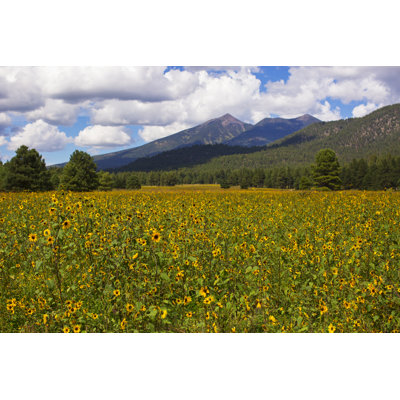 Sunflower Field by Sarahneal - No Frame Art Prints on Canvas