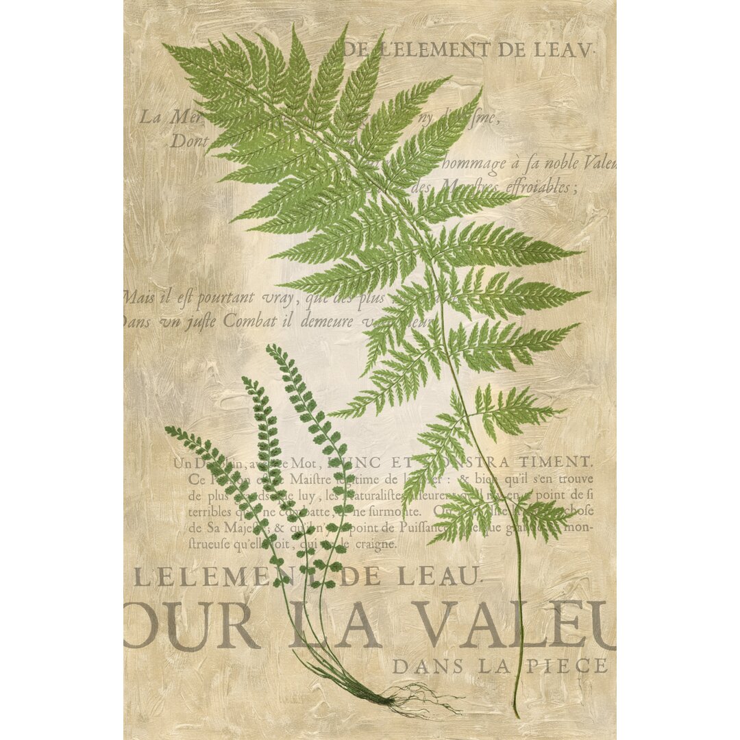 Leinwandbild Fern Folio II von Vision Studio