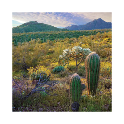 Ajo Mountains, Organ Pipe Cactus National Monument by Tim Fitzharris - Wrapped Canvas Print