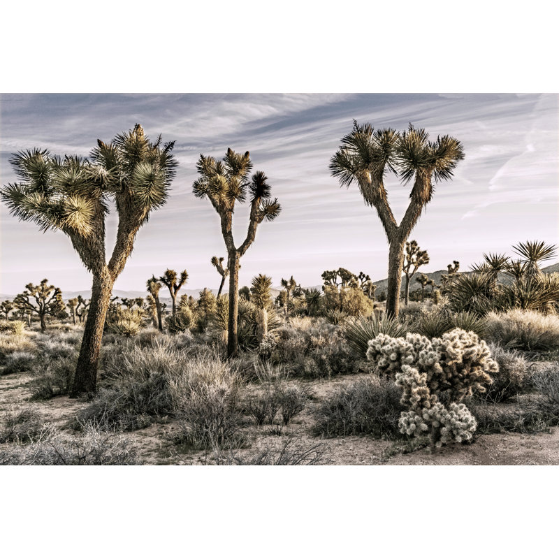 Views of Joshua Tree IX 1 Piece Wall Art on Canvas, 81cm H x 122cm W, Black Floater Framed