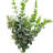 Eucalyptus Arrangement