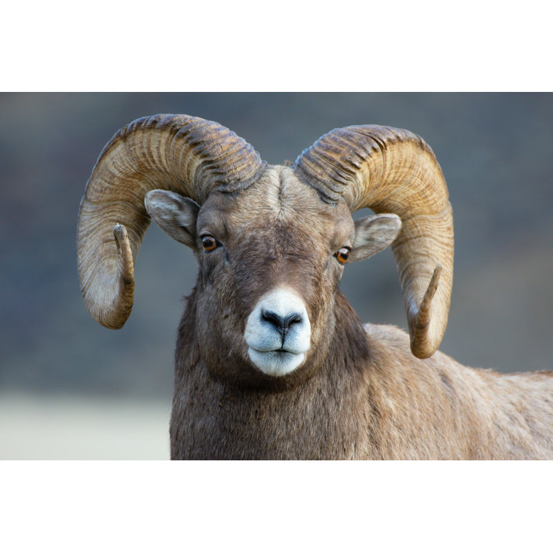 Joselynn Bighorn Sheep Portrait - Photographie sur toile tendue, H 24 po x l 36 po