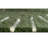 Gwin Cotton Indoor Rug-445144199