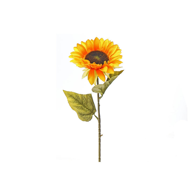 Tiges de tournesol
