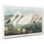 American Swan by John Audubon - Wrapped Canvas Painting-55368528