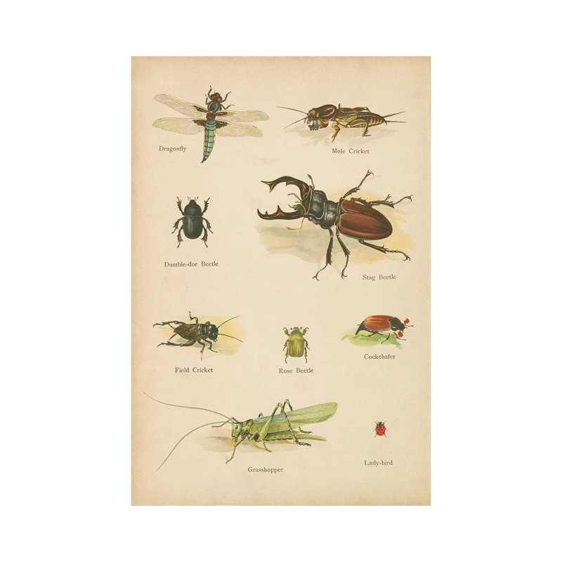 Natural History Book IV - Print on Canvas, 66.04cm H x 45.72cm W x 3.81cm D, Wrapped Canvas