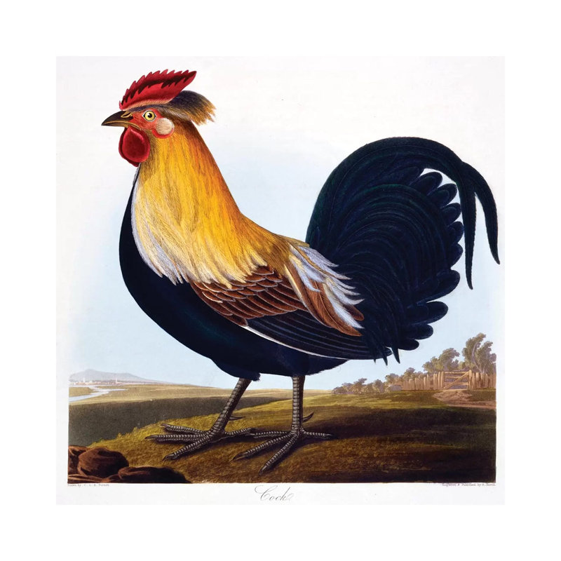Cock 1 Piece Wrapped Canvas Wall Art, 45.72 cm H x 45.72 cm W
