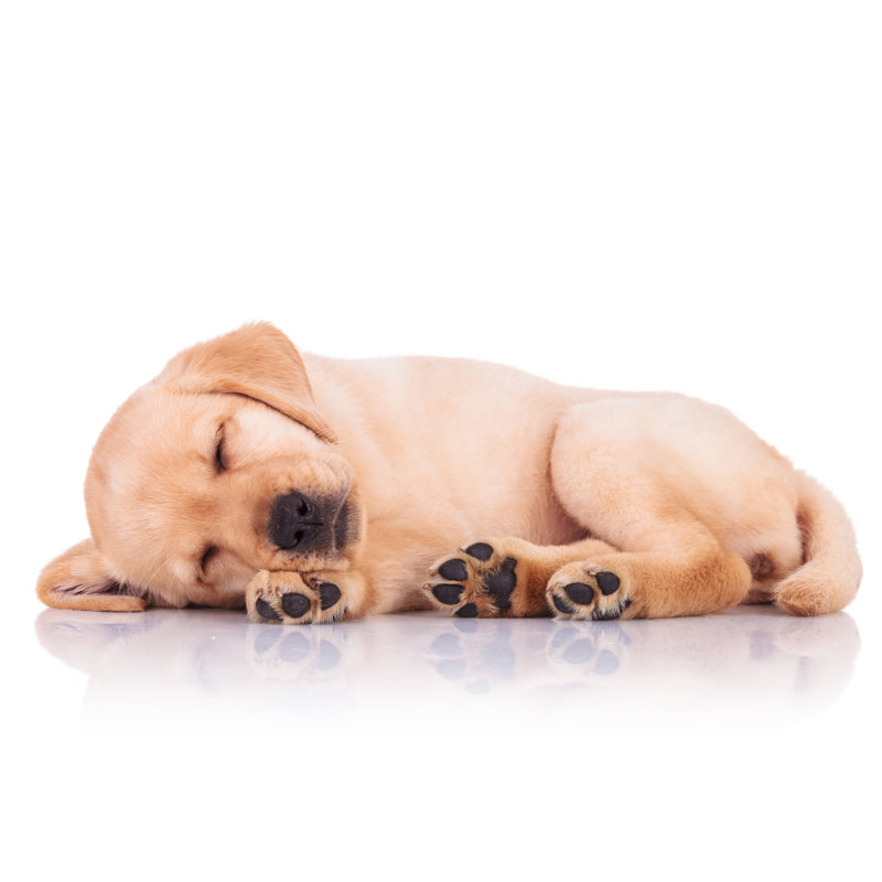 Petit chiot Labrador Retriever sur toile, H 32 po x l 48 po x P 1,25 po