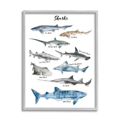 " Nautical Shark Chart Watercolor Marine Animals " by Ziwei Li