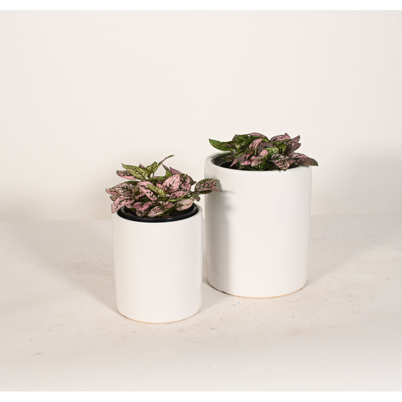 Upshining Live Foliage Plant in Ceramic Pot, White