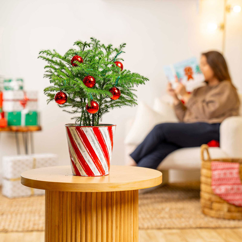 NIP Candy Cane 1.5' Fresh Cut Christmas Tree