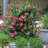 Enameled Galvanized Steel Planter / Beverage Tub.-658283562-658283563