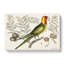 Parrot Of Carolina by Mark Catesby - Wrapped Canvas Painting-55340874