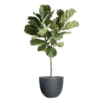 Dorlis Handmade Pot Planter